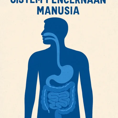 Sistem Pencernaan Manusia